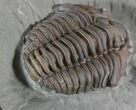 Detailed Flexicalymene Trilobite In Shale - Ohio #52667-1